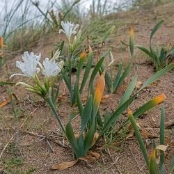 Pancratium maritimum