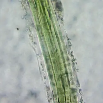 Fotografía Coleofasciculus chthonoplastes (2 de 3)