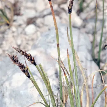Carex rupestris (2 de 3)