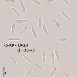 Calycellina indumenticola Graddon (2 de 3)
