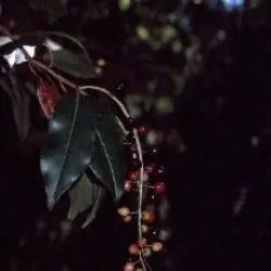 Lloru, Lloral o Loro (Prunus lusitanica subsp. lusitanica) (3 de 3)
