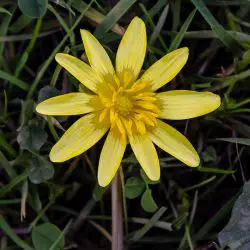 Ranunculus ficaria (3 de 3)