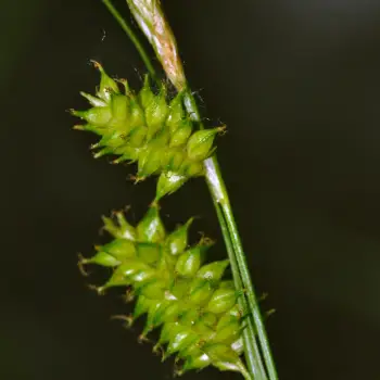 Carex mairei (5 de 6)