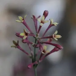 Asperula aristata subsp. scabra