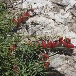 Astragalus australis (2 de 2)
