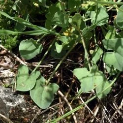 Rumex scutatus