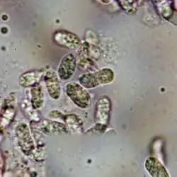 Clavaria argillacea Fr. (2 de 3) 