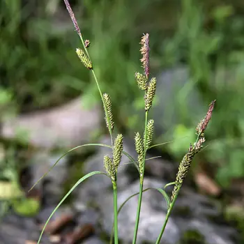 Fotografía Carex reuteriana subsp. reuteriana (3 de 3)