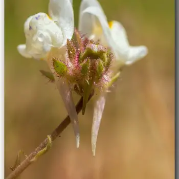 Linaria amethystea subsp. toloxense (4 de 5)