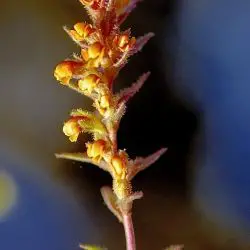 Odontites viscosus subsp. australis