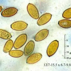 Conocybe pubescens (Gillet) Kühner (2 de 3)