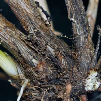 Carex leersii (3 de 5)