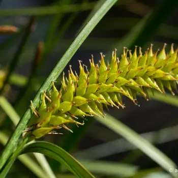 Carex vesicaria (3 de 3)