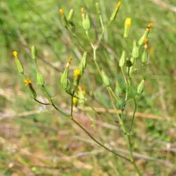 Fotografía Crepis pulchra subsp. pulchra