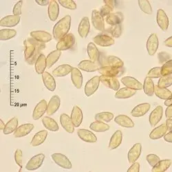 Cortinarius rubicundulus (Rea) A. Pearson (2 de 3)