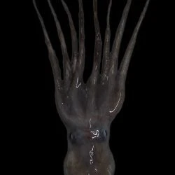 Bathypolypus sponsalis