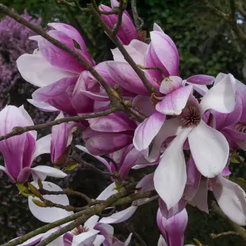 Magnolia soulangeana (4 de 4)
