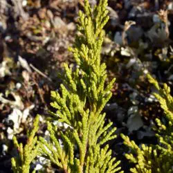 Fotografía Juniperus sabina (3 de 3)