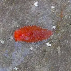 Aeolidiella sanguinea