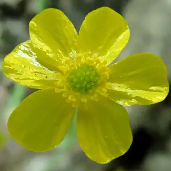 Ranunculus flammula (3 de 4)