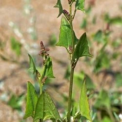 Atriplex prostrata (1 de 3)