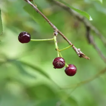 Prunus mahaleb (3 de 5)