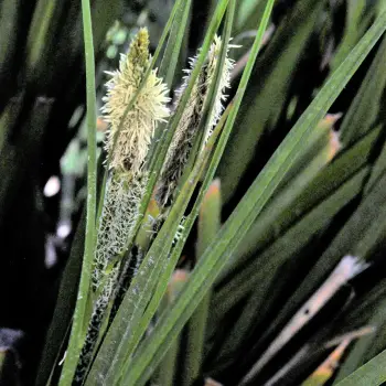 Fotografía Carex camposii subsp. tejedensis (1 de 6)