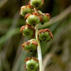 Pyrola minor