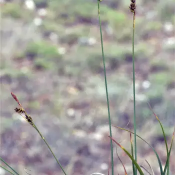 Carex liparocarpos (1 de 4)