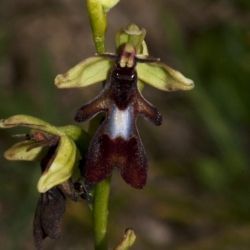 Ophrys insectifera subsp. insectifera