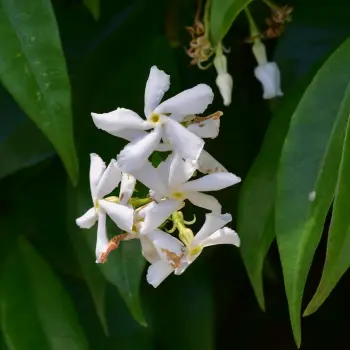 Trachelospermum jasminoides (2 de 3)