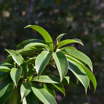 Magnolia chevalieri