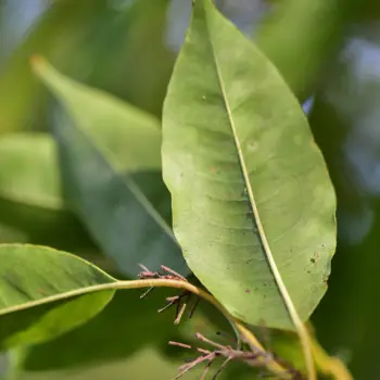 Agarista populifolia (2 de 6)