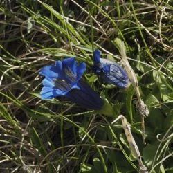 Gentiana acaulis