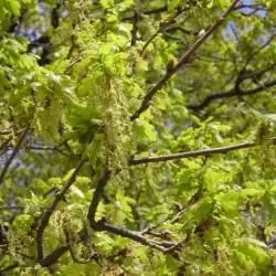 Fotografía Quercus robur (roble del país) (3 de 3)