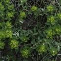 Gallery Euphorbia flavicoma subsp. occidentalis (2 de 3)