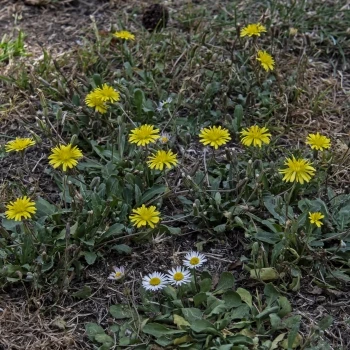 Crepis bursifolia