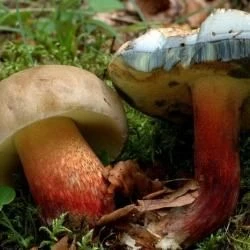 Boletus calopus
