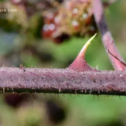 Rubus vigoi (3 de 3)