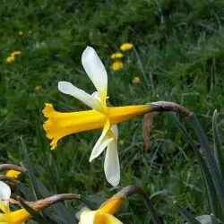 Narcissus pseudonarcissus var. leonensis (3 de 3)