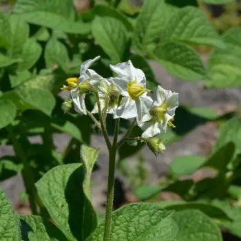 Solanum tuberosum (2 de 3)
