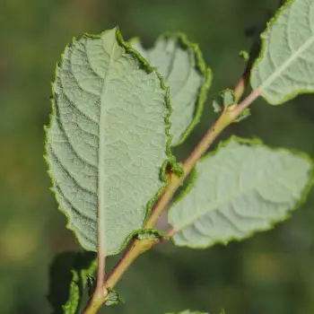 Salix foetida (2 de 6)