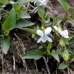 Viola lactea