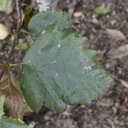 Fotografía Sorbus latifolia (2 de 3)