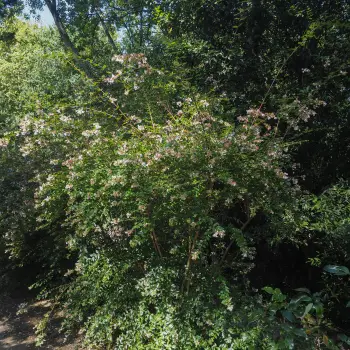 Abelia grandiflora (1 de 3)