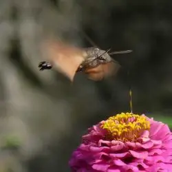 Fotografía Esfinge colibri (2 de 2)