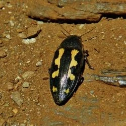 Buprestis novemmaculata