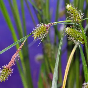 Carex vesicaria (2 de 5)