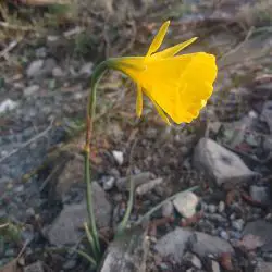 Narcissus bulbocodium (2 de 2)
