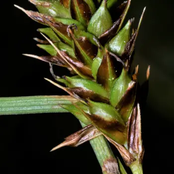 Carex brevicollis (2 de 4)